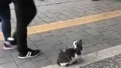 Cat sit on sidewalk and attacks pedestrians