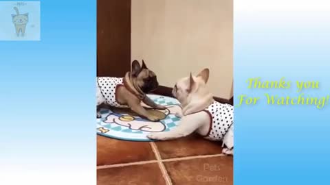 Cute Cats And Dogs Funny Compilation - Cute Cats And Dogs