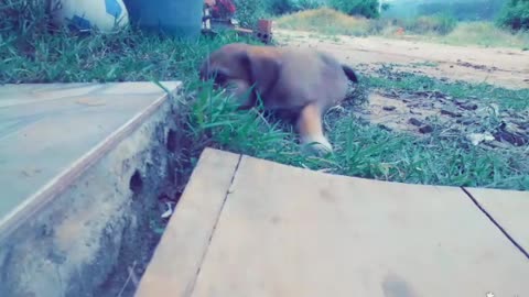 funny dog playing with grass