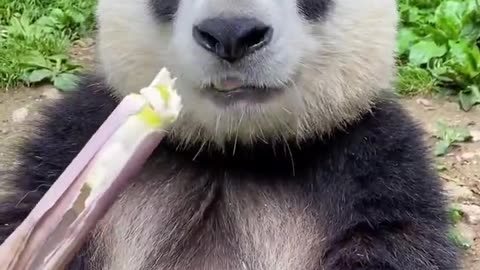 Professional bamboo shoot eating