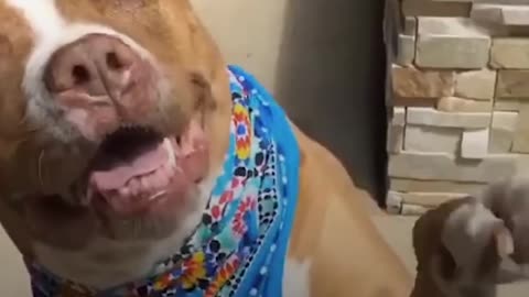 Pit Bull Dog's Mom Has The Best Reaction To Discrimination | The Dodo