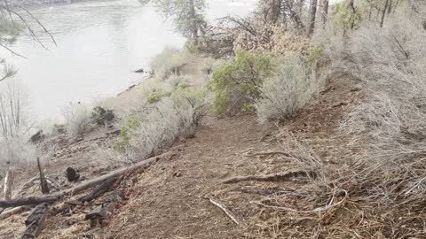 Descending to Shoreline of Deschutes River – Central Oregon – 4K