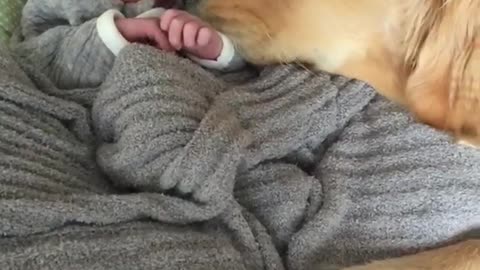 Brown dog with newborn baby in grey blanket