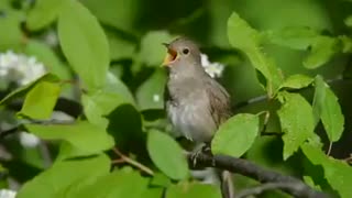 The bird dj is extremely happy