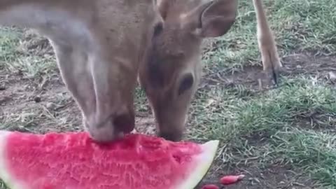 Rescue Deer & Fawn Enjoy Watermelon Treat On Hot Summer Day