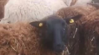 Sheep