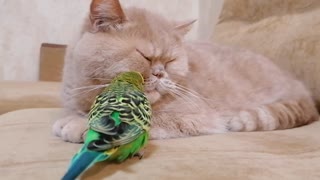 Кот и птица, милые животные #88