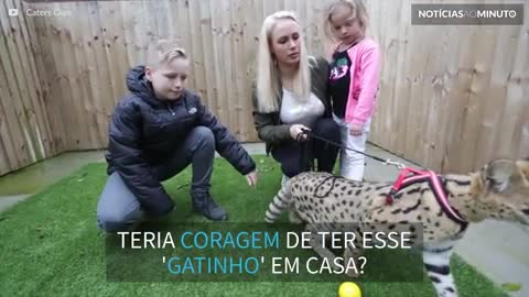 Família cria gato selvagem como animal de estimação.