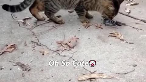Funny cat 🐈 video..