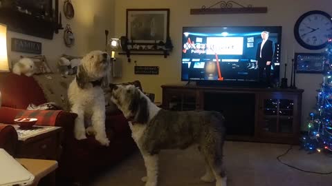 Dogs reacting to X22 report coming on