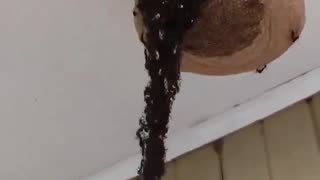 Ants Form Bridge With Bodies To Attack Wasp Nest