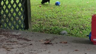 Vultures Play With Kids Toys in Back Yard