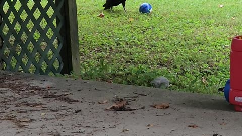 Vultures Play With Kids Toys in Back Yard