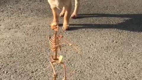 Cute Dog shocked after seeing Skelton dance
