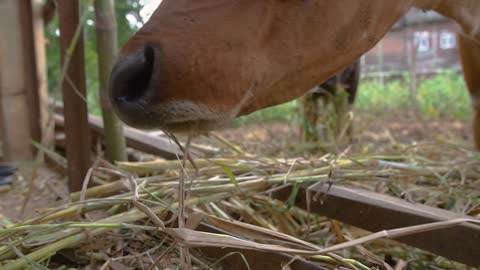 cow eating some hay in tradtitional farm