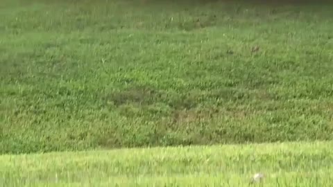 Shiba Inu, Siberian Husky Meet Deer
