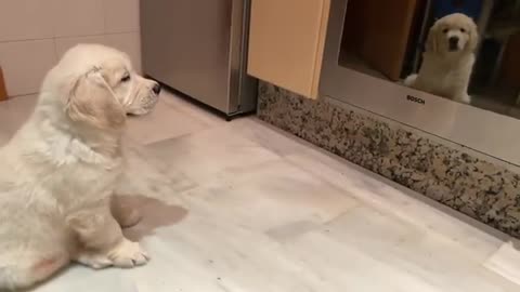 Golden Retriever Puppy scared of himself in the oven mirror. The first time looked at himself