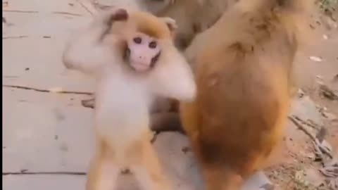 😊_Monkey_dance_💃_#fanny(1080p)