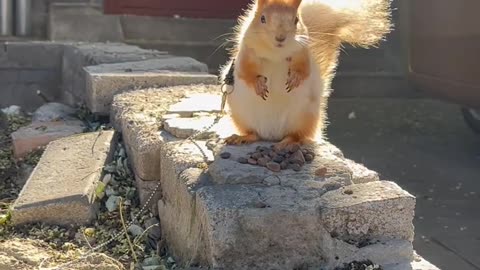 Little bunny enjoy a sunny feast.🐰🌞