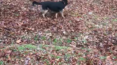 Dog and Rooster love playing chase together.