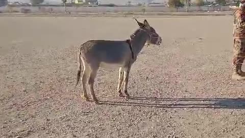 Donkeys and soldiers
