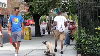 Man Pulls Dog On Skateboard In New York City