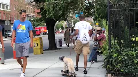 Man Pulls Dog On Skateboard In New York City