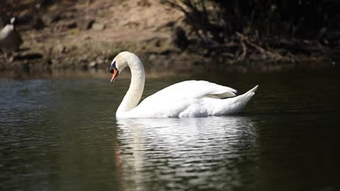 A Beautiful Swan Paddling In The Lakee