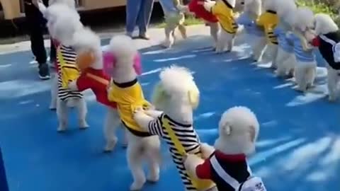 Cute puppy dog in line going to school