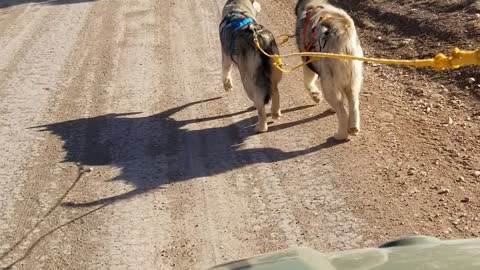 Max and Hunter Mushing Adventures