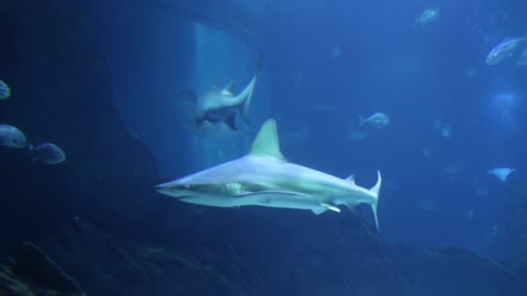 Underwater Filming