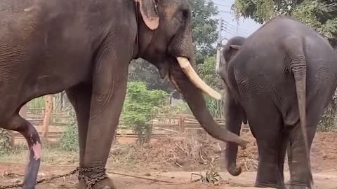 Elephant's mood at Breeding time // watch this//