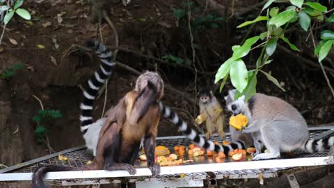 A monkey and a wild cat are eating together