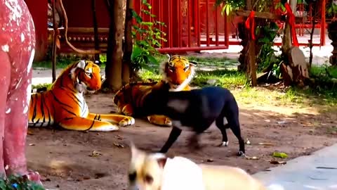 Prank dog & Fake Tiger Vs Dog