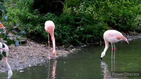Flamingo with water duck
