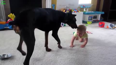 Video of Best Funny Babies and Animals Compilation funnyplox