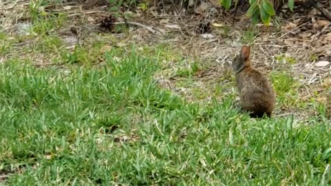 Cute little wild bunny rabbit