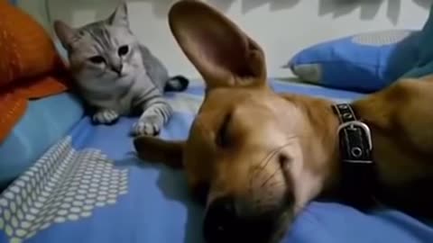 Un chien qui dort et qui pète met le chat en colère