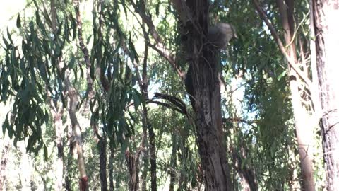 Goanna Makes a Grab for a Possum