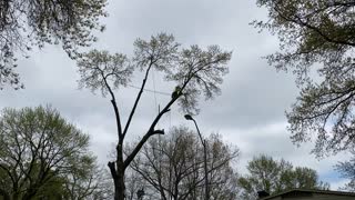 Close Call for Tree Trimmer