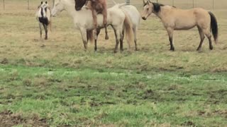 Young Stud Horse Still Learning His Skills