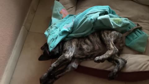 Little Mastiff Puppy Playing on Her Back
