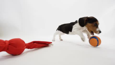 Beagle Puppy Chasing A Ball