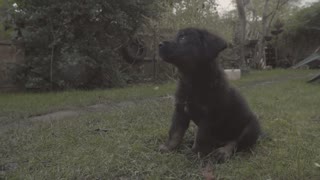 8 week old Puppy Training