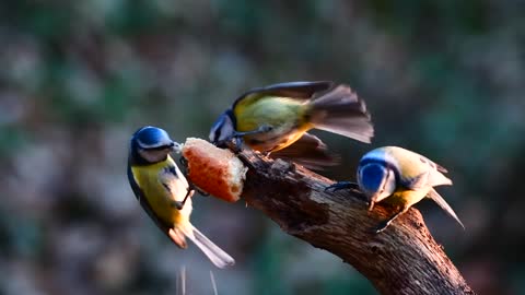 Aves Floresta Cavalinho Azul Natureza A Manjedoura