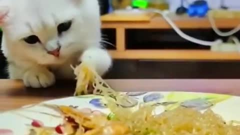 Cute cat stealing and eating noodles <3