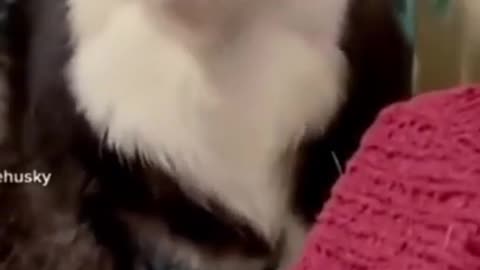 Funny husky Singing So cute