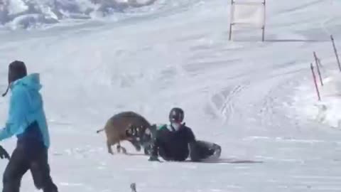 boar chasses after snowboard riders and charges them at the bottom