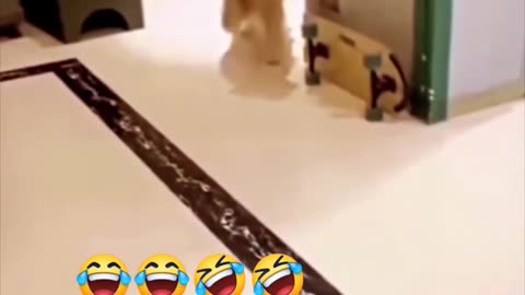 Funny Dog acting 🐕