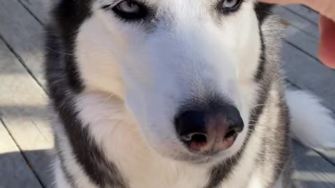 FEMALE HUSKY IS BETTER THAN MALE HUSKY! 0:42